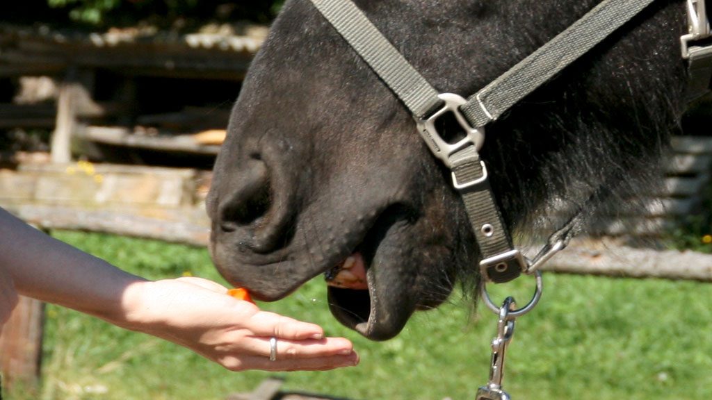 Karottenstück an Pferd füttern